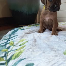 Girl 3 - Rd whtn blk nose female Rhodesian Ridgeback puppy in Kansas City, Missouri from Stoneridge Ridgebacks