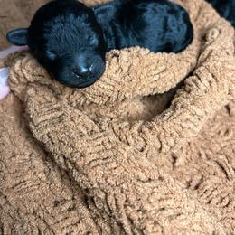 Emily - Black female Poodle puppy in Clover, South Carolina from Cudi’s Buddies