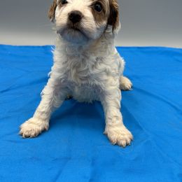 Troy - Cream male Cavapoo puppy in Burke, New York from Patti’s Puppies
