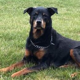 Rottweilers from Lexi’s Dream