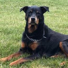 Rottweilers from Lexi’s Dream