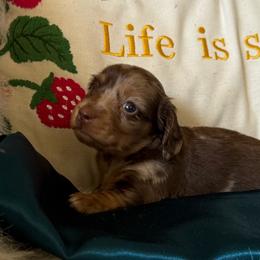 Jelly bean - Dapple female Dachshund puppy in Tarrant County, Texas from Louis' Litters