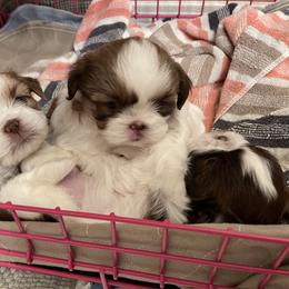 Shih Tzu Puppies from Wood Foo Breeders