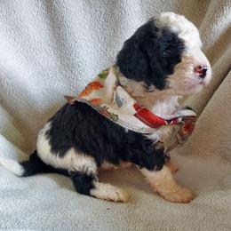 Gus - Black and white male Sheepadoodle puppy in Bellevue, Iowa from Fluffy Wonders Poms and Doodles