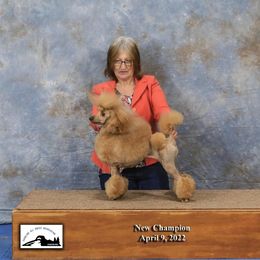 Poodle All Grown Up from Silver Moon Poodles