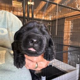 Red - Black male Labrador Retriever puppy in Newton Grove, North Carolina from Wayalife Labradors & Gsp’s