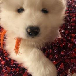 Samoyed Puppies from Cascade Samoyeds