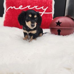 Belle - Black and cream female Dachshund puppy in Smallett, Missouri from Doxie Holler