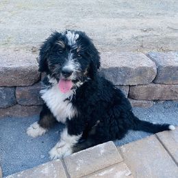 Bernedoodles and Goldendoodles from Happy Valley Doodles