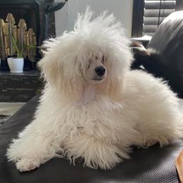 Poodles from LeKing Poodles