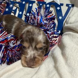 Chocolate dapple female - Dapple female Dachshund puppy in Pleasant Plains, Arkansas from JGBs Silver Spur Dachshunds