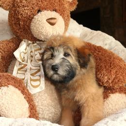 Soft Coated Wheaten Terriers from Hardin Hills Wheatens
