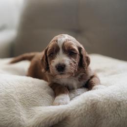 Meadow - Red  female Goldendoodle puppy in Vancouver, Washington from Blissful Doodles