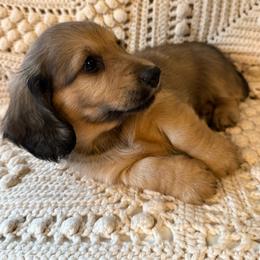 Spring Brook Applejack - Cream male Dachshund puppy in New Ross, Indiana from Spring Brook Farms, LLC