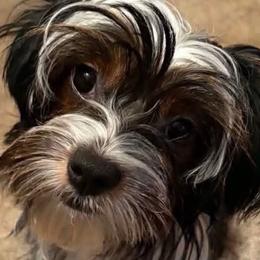 Yorkshire Terriers from Ricketta’s Yorkie Babies