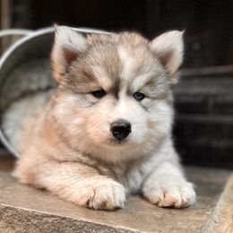 Siberian Husky Puppies from Addison Grove Huskies