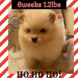 Jack Frost - Pomeranian puppy in Louisiana from Tammy Schell