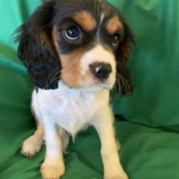 Cavalier King Charles Spaniel and Cavapoo Puppies from K&R Cavaliers