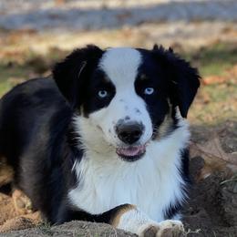Australian Shepherds from Country Time Kennels
