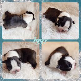 Iggy - Black brindle and white male Boston Terrier puppy in Billings, Missouri from Azaleas Euro Boxers & Boston Terriers