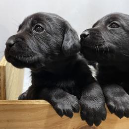 Onyx - Black male Labrador Retriever puppy in Arlington, Iowa from Uncle Bucks Labrador Retrievers