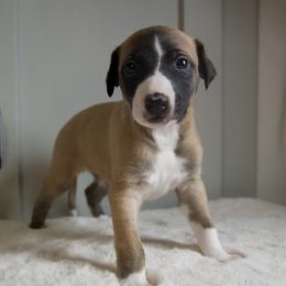 Baxter - Red Whippet puppy in North New Portland, Maine from Aiukli Whippets