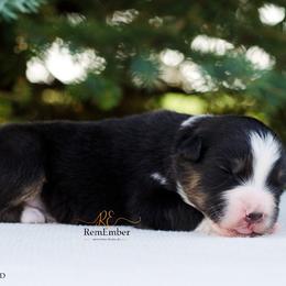 Australian Shepherd Puppies from RemEmber Australian Shepherds