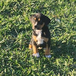 Boy 5 - Catahoula Leopard Dog puppy in Kentucky from Bluegrass Catahoulas