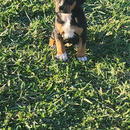 Boy 5 - Catahoula Leopard Dog puppy in Kentucky from Bluegrass Catahoulas