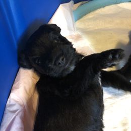 Miniature Schnauzer and Poodle Puppies from Bits & Bytes Farm