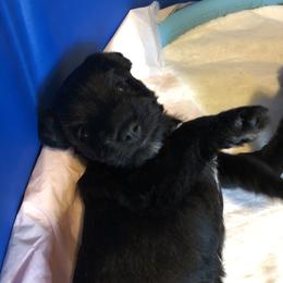 Miniature Schnauzer and Poodle Puppies from Bits & Bytes Farm