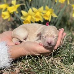Blossom - Gold female Bordoodle puppy in Conway, Missouri from 2J 2K Bordoodles