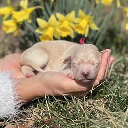 Blossom - Gold female Bordoodle puppy in Conway, Missouri from 2J 2K Bordoodles