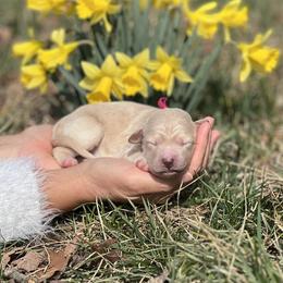 Blossom - Gold female Bordoodle puppy in Conway, Missouri from 2J 2K Bordoodles