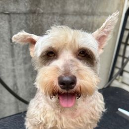 Darcie - Liver female Miniature Schnauzer puppy in Hull, Georgia from Ardent Miniature Schnauzers of Athens