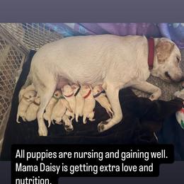 Labrador Retriever Puppies from Loving Puppy House