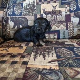 Twin B - Black and tan female Dachshund puppy in Quemado, New Mexico from TNT Dachshunds