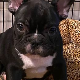 Bulldogs and French Bulldogs from Tricreek English and French Bulldogs