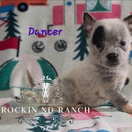 Dancer - Blue female Australian Cattle Dog puppy in Silsbee, Texas from Rockin ND Ranch