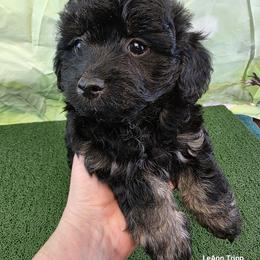 Havapoo Puppies from Tripp's Canines