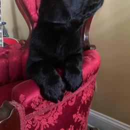 Ava - Black female Labrador Retriever puppy in Maynardville, Tennessee from Three Bears Labradors