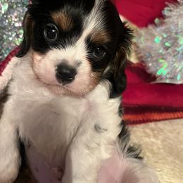 Snickers - Tri-color male Cavalier King Charles Spaniel puppy in Atoka, Oklahoma from Rohus Puppies