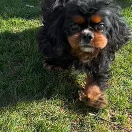 Madi Bae - Cavalier King Charles Spaniel