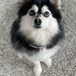 Nova - Pomsky