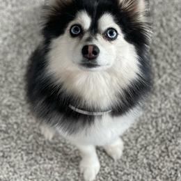Nova - Pomsky