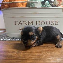 Right Girl - Black and tan female Yorkshire Terrier puppy in Boone, North Carolina from Coffeycup Yorkies
