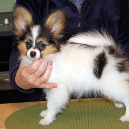Papillon Puppies from Belladonna Papillons