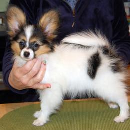 Papillon Puppies from Belladonna Papillons