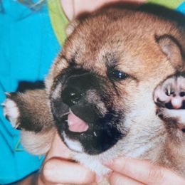 Shiba Inu from Magnum Shiba Inus