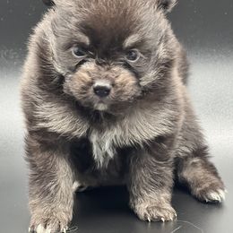 Girl 1 - Black and tan female Pomeranian puppy in Brentwood, California from Royalpawpoms